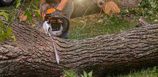 Best Tree Risk Assessment  in Gore, OK
