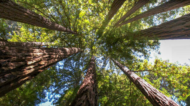 Best Tree Health Inspection  in Gore, OK