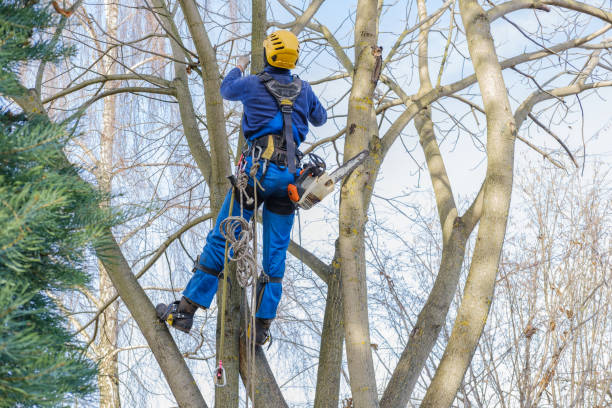 Best Root Management and Removal  in Gore, OK