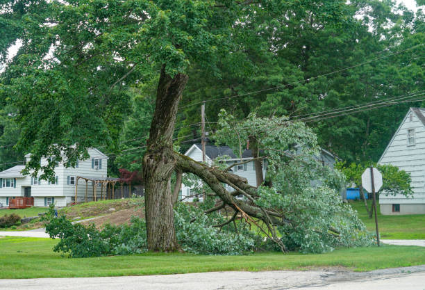 Best Tree Mulching  in Gore, OK