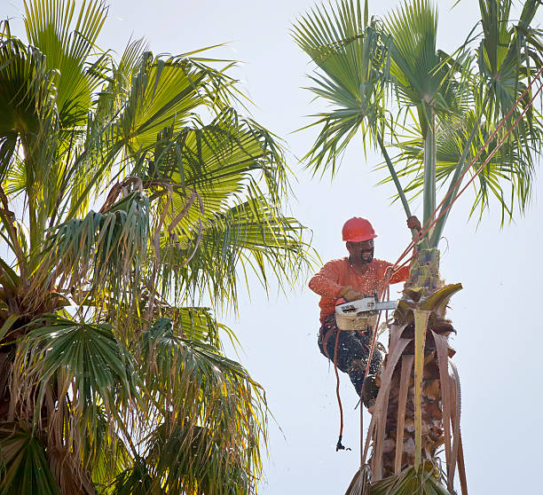 Gore, OK Tree Services Pros