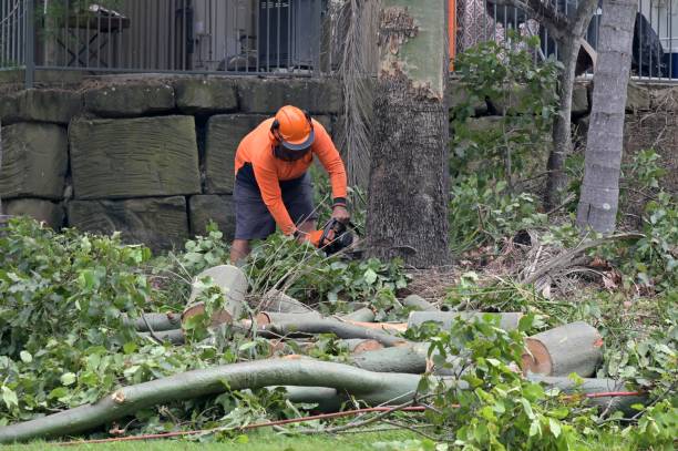 Reliable Gore, OK Tree Services Solutions