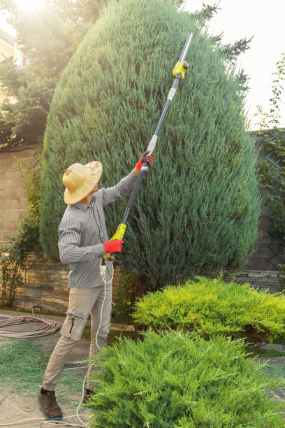 Best Tree Removal  in Gore, OK
